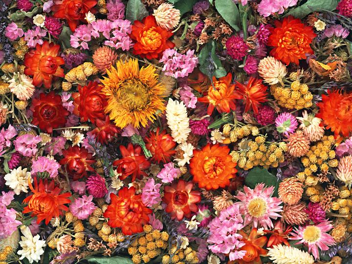 Paleta różnych kwiatów puzzle online