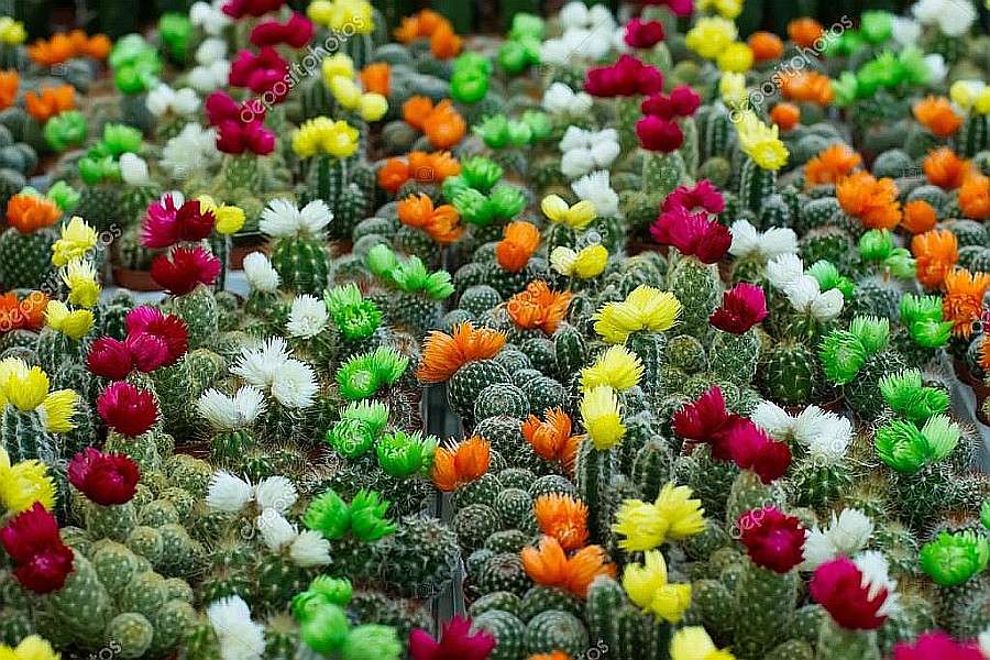 Kwitnące barwne kaktusy puzzle online