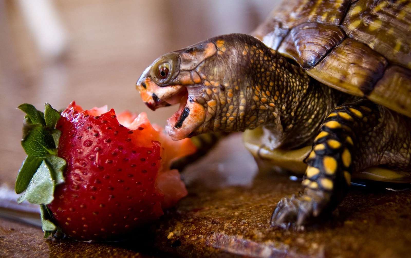 Posiłek żółwia puzzle online