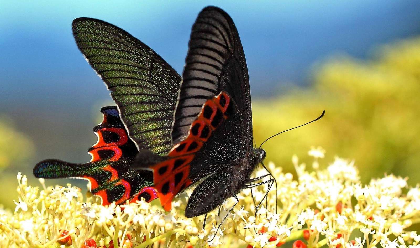 Kolorowy motylek puzzle online