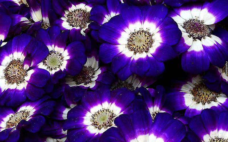 Kwiaty cynerarii granatowe puzzle online
