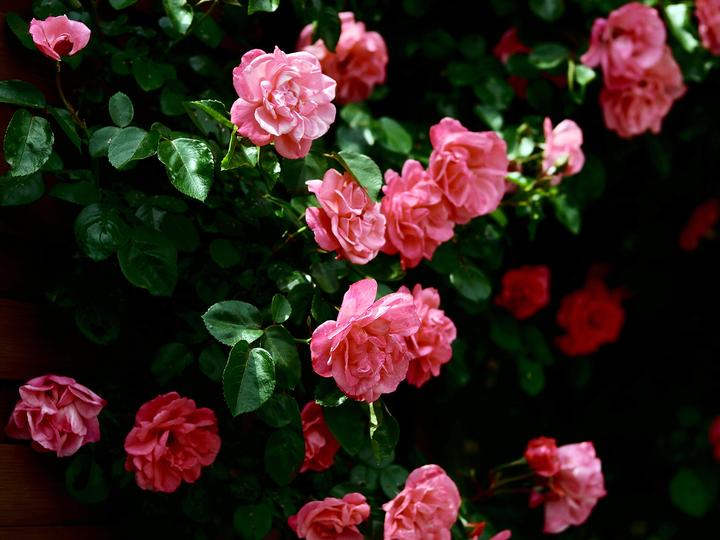 Kwitnące róże puzzle online