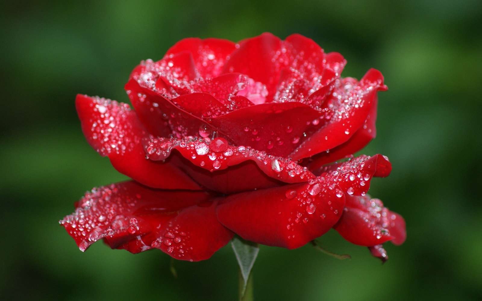 Kwiat róży puzzle online