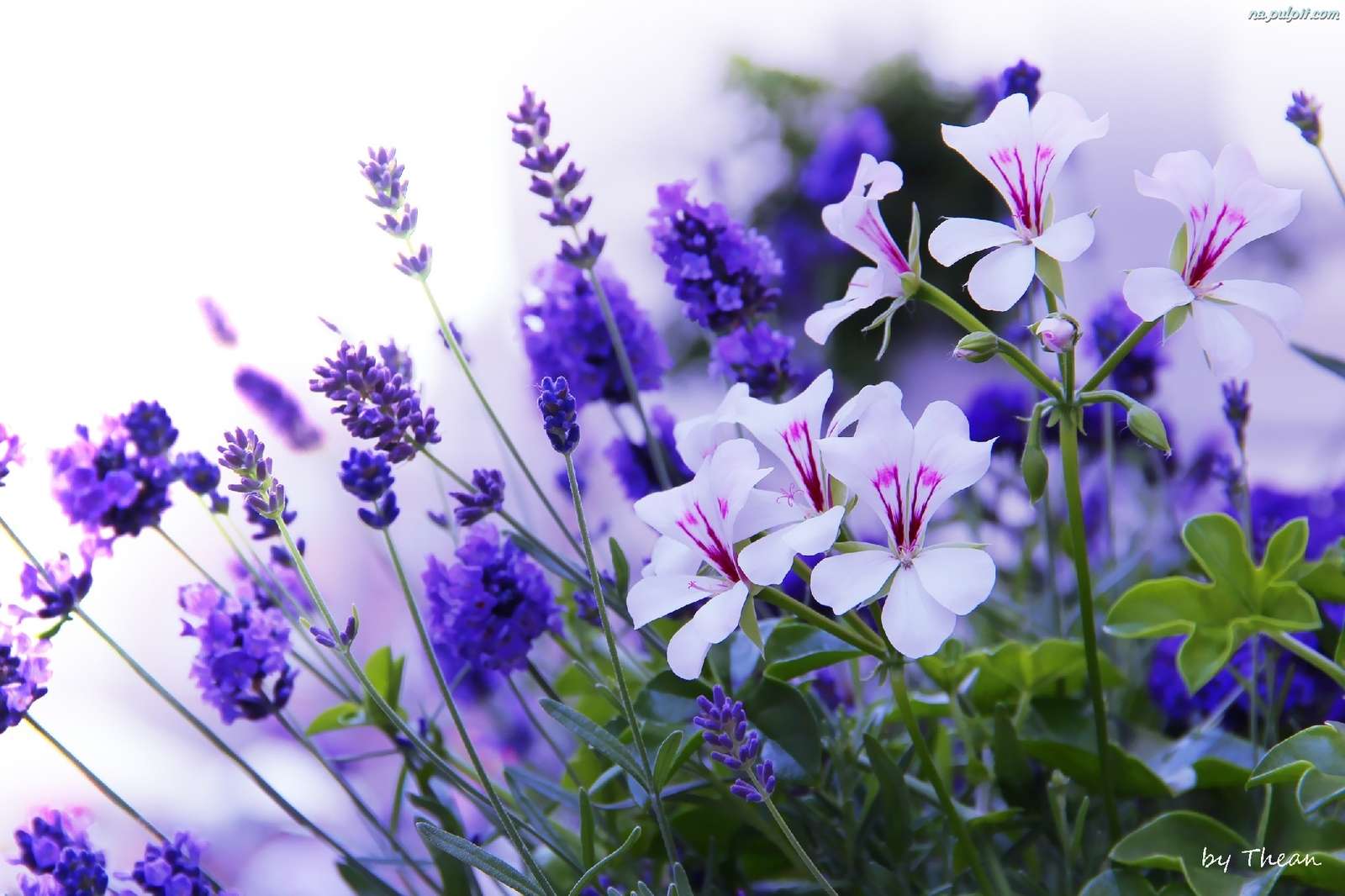 Białe kwiatki pelargonii puzzle online