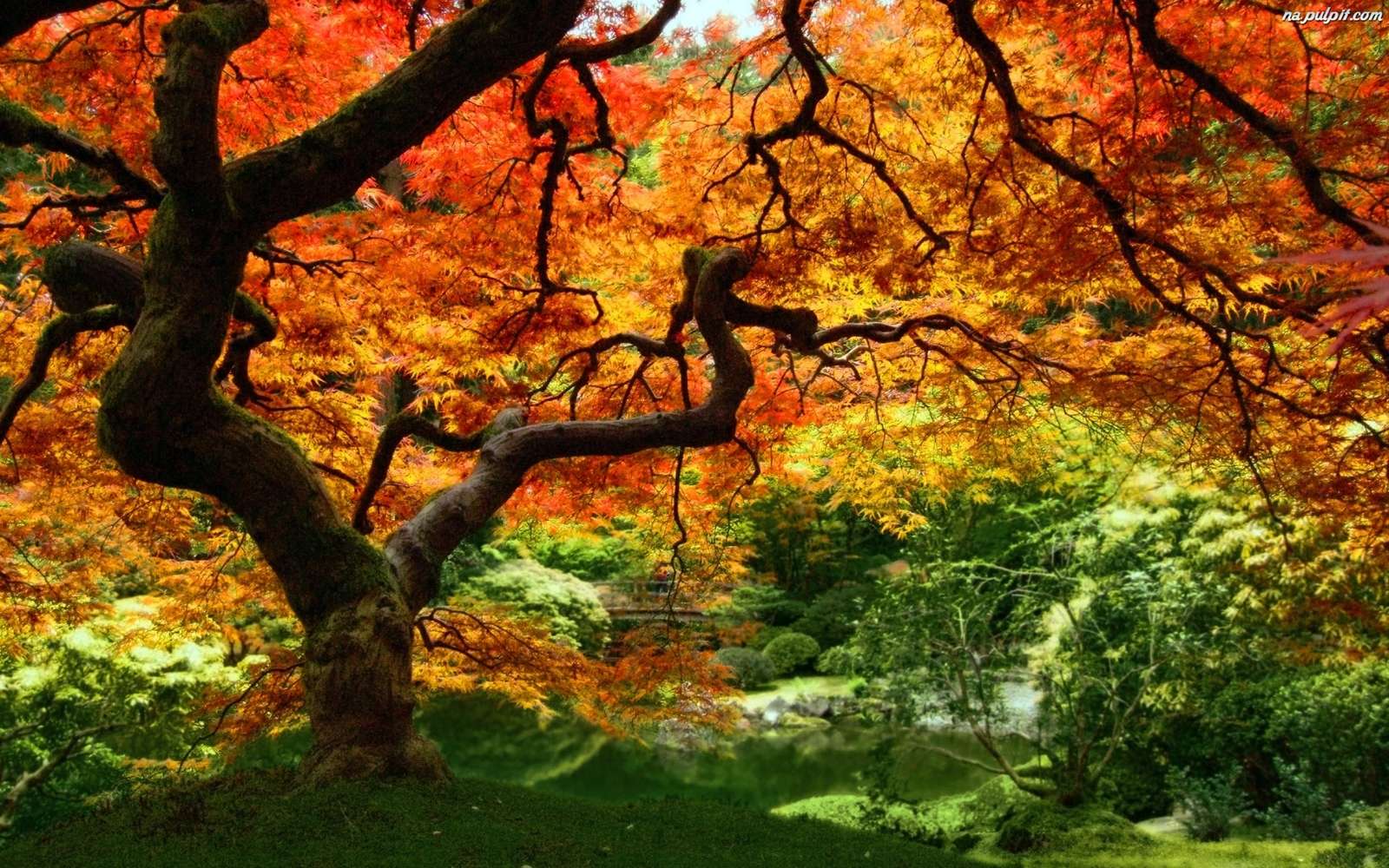 Drzewo w parku - jesień puzzle online