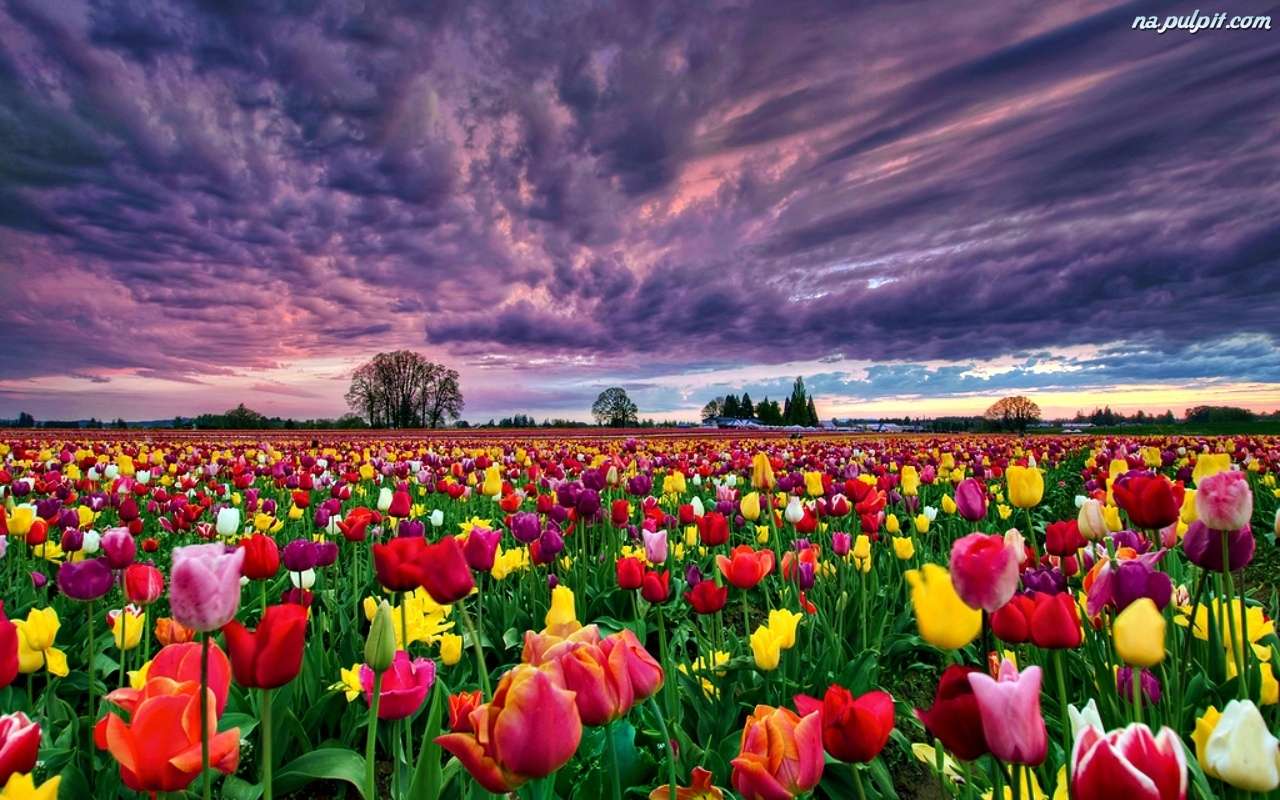 Tulipany o zachodzie słońca puzzle online