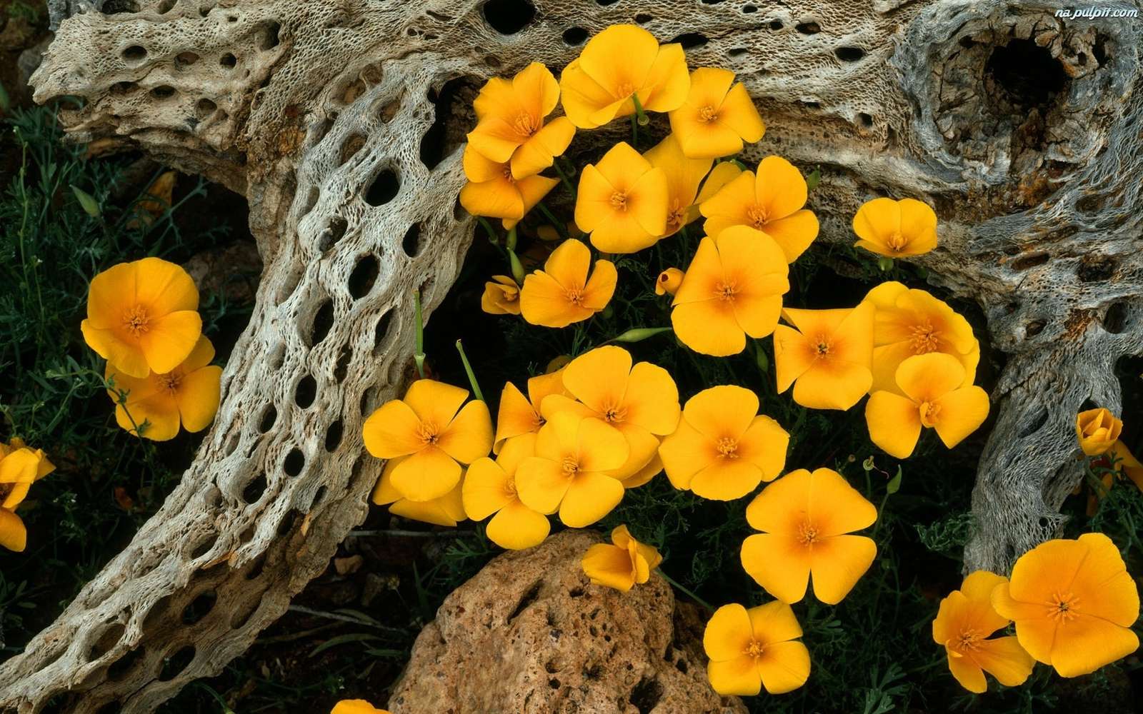kwiaty- sama natura puzzle online