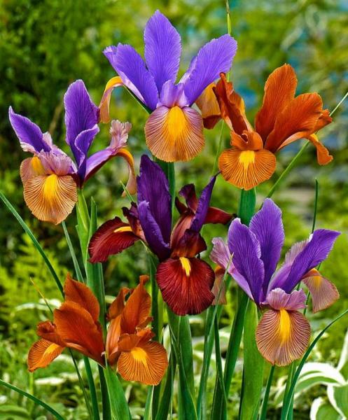 Kolorowe kwiaty irysów puzzle online