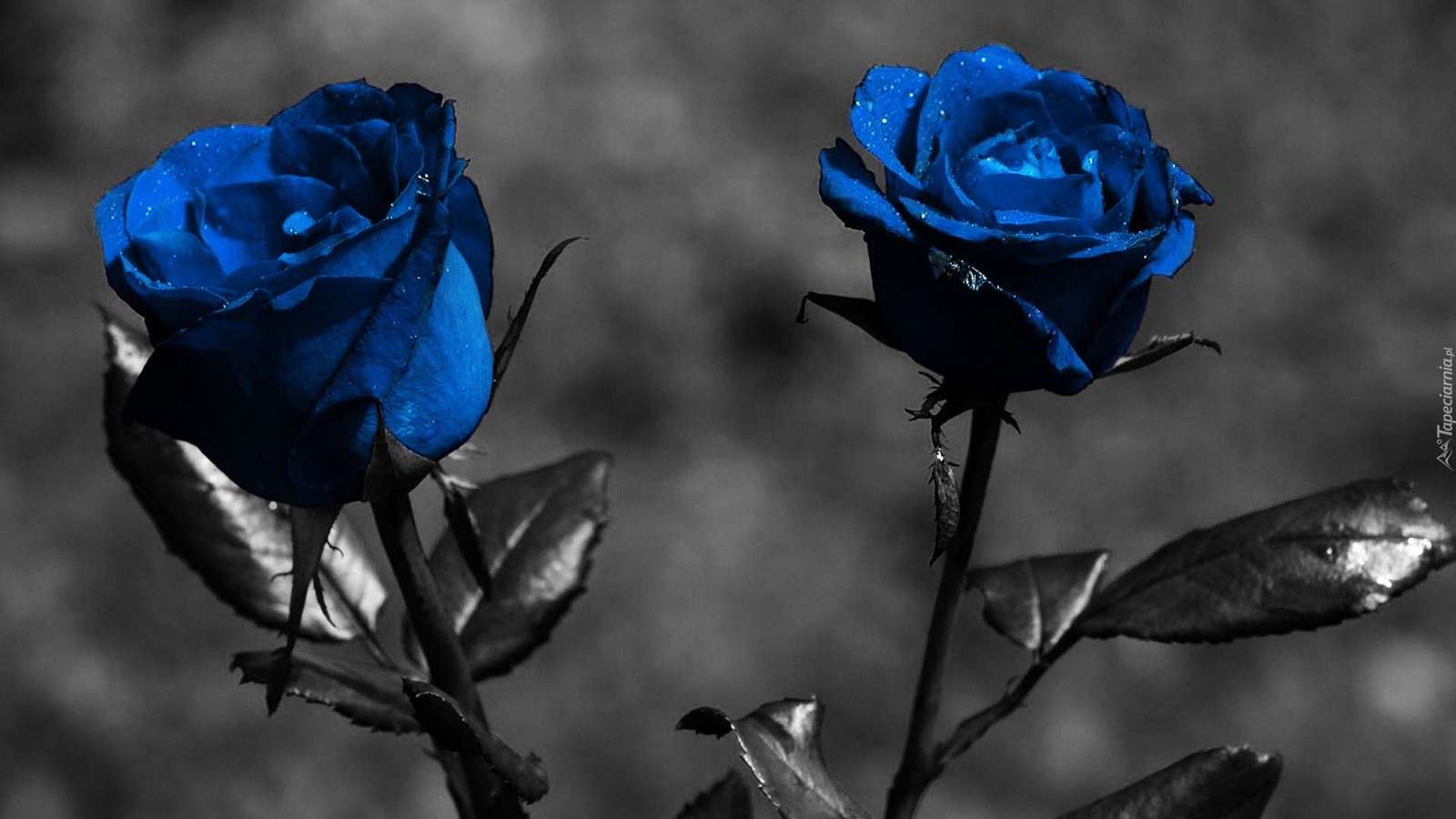 Niebieskie róże puzzle online