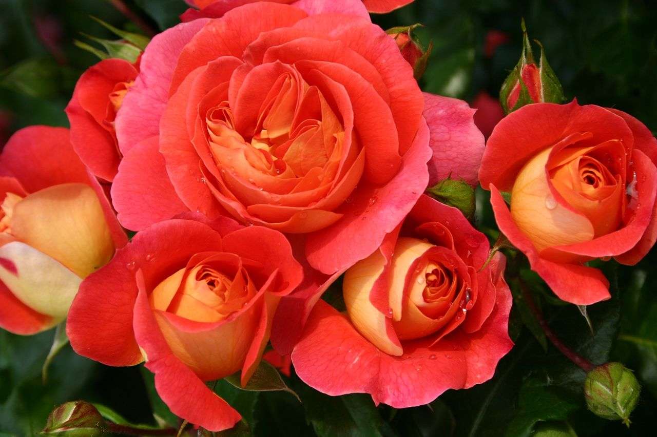 Kwiaty - Róże herbaciane puzzle online