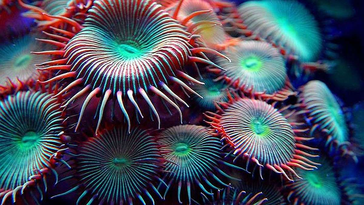 Podwodny anemon jak kwiat puzzle online