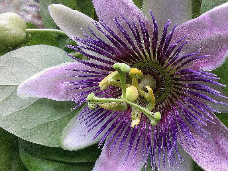 Egzotyczny kwiat tropikalny puzzle online