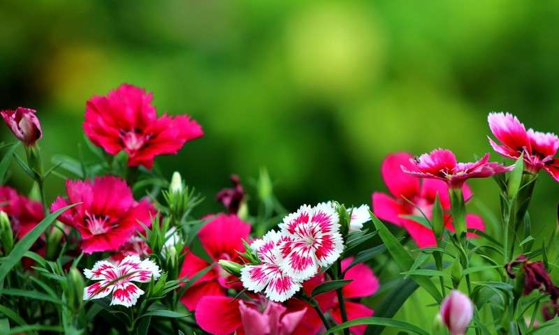 Kwiaty, kwiatki i kwiatuszki puzzle online