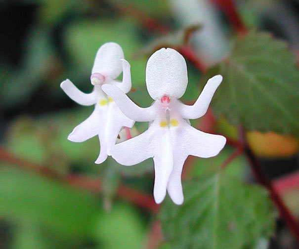 kwiat jak dziewczynki puzzle online