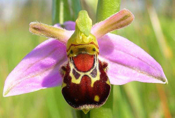 kwiat owad puzzle online