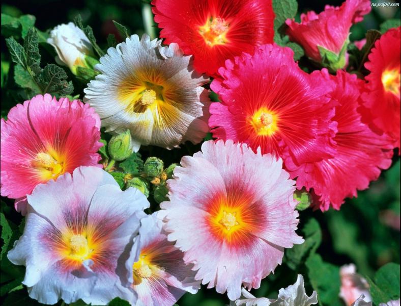 Kolorowe kwiaty malwy puzzle online