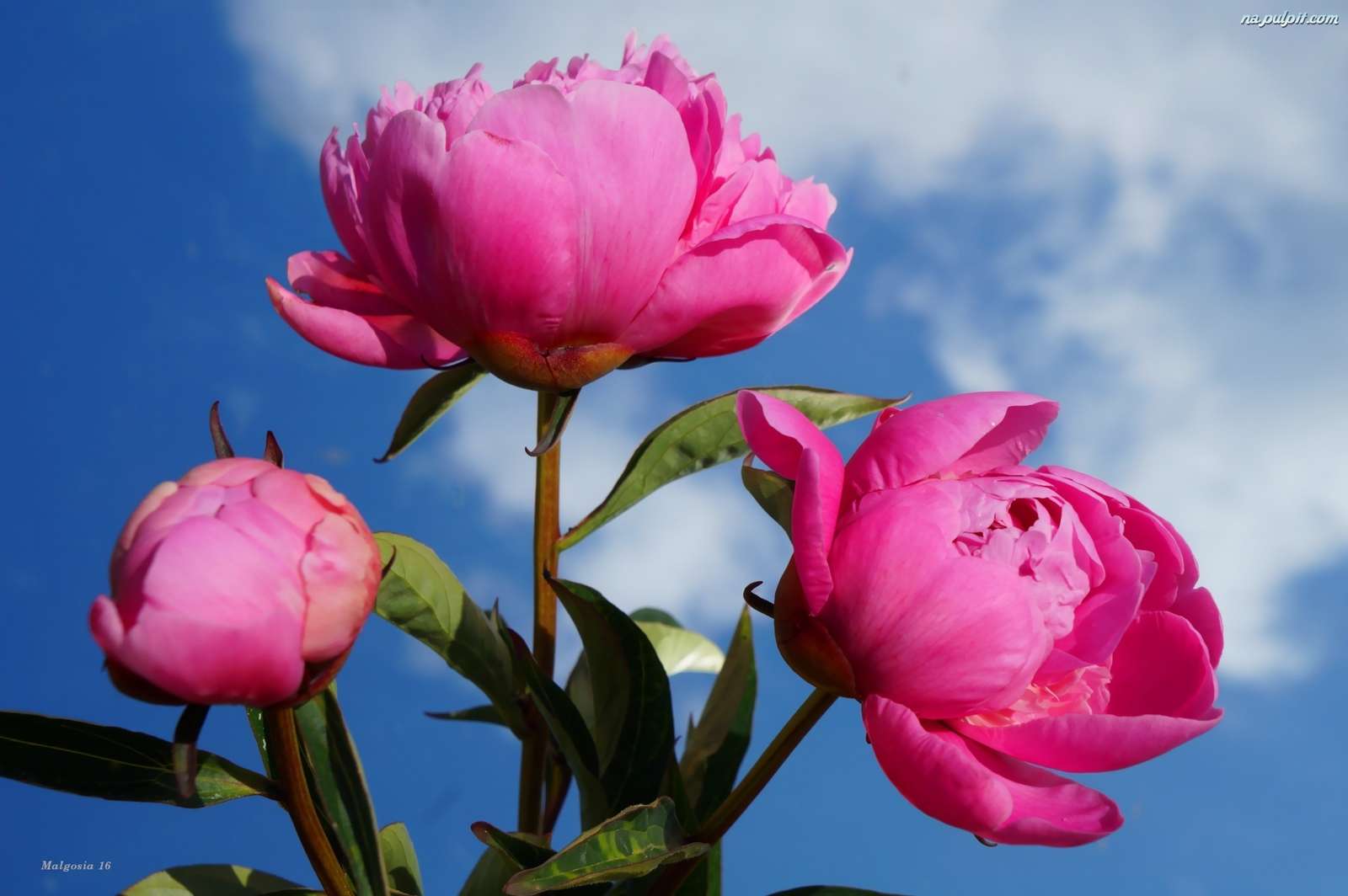 Kwiaty różowej piwonii puzzle online