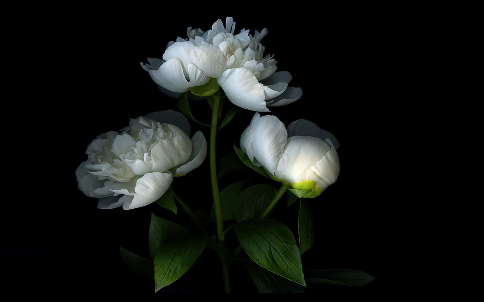 Kwiaty białej peonii puzzle online