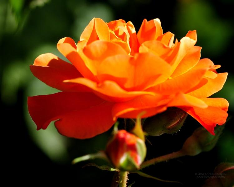Kwiat róży, róża herbaciana puzzle online