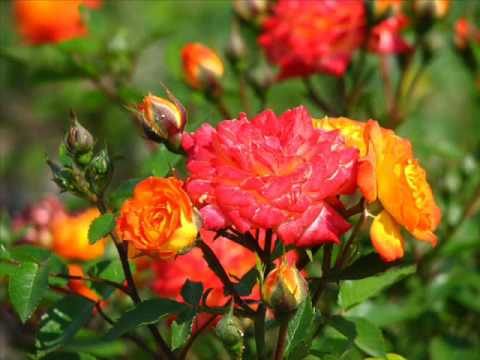 Kwiaty krzewu róży puzzle online