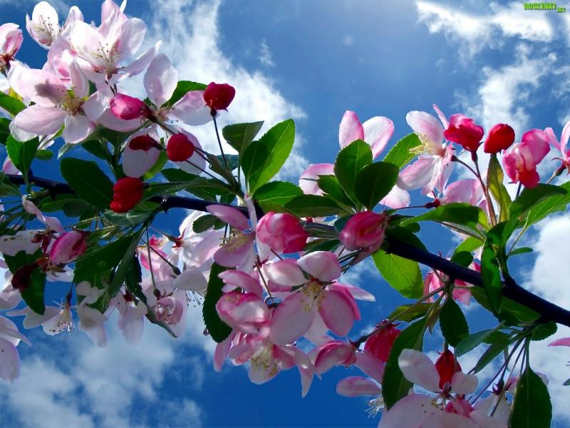 Wiosenne kwiaty drzewa wiśni puzzle online