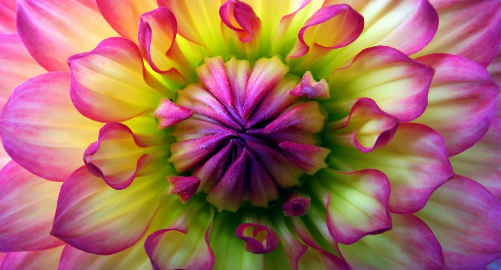 Красочный цветок головоломка