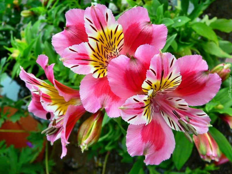 Kwiat różowej alstromerii puzzle online