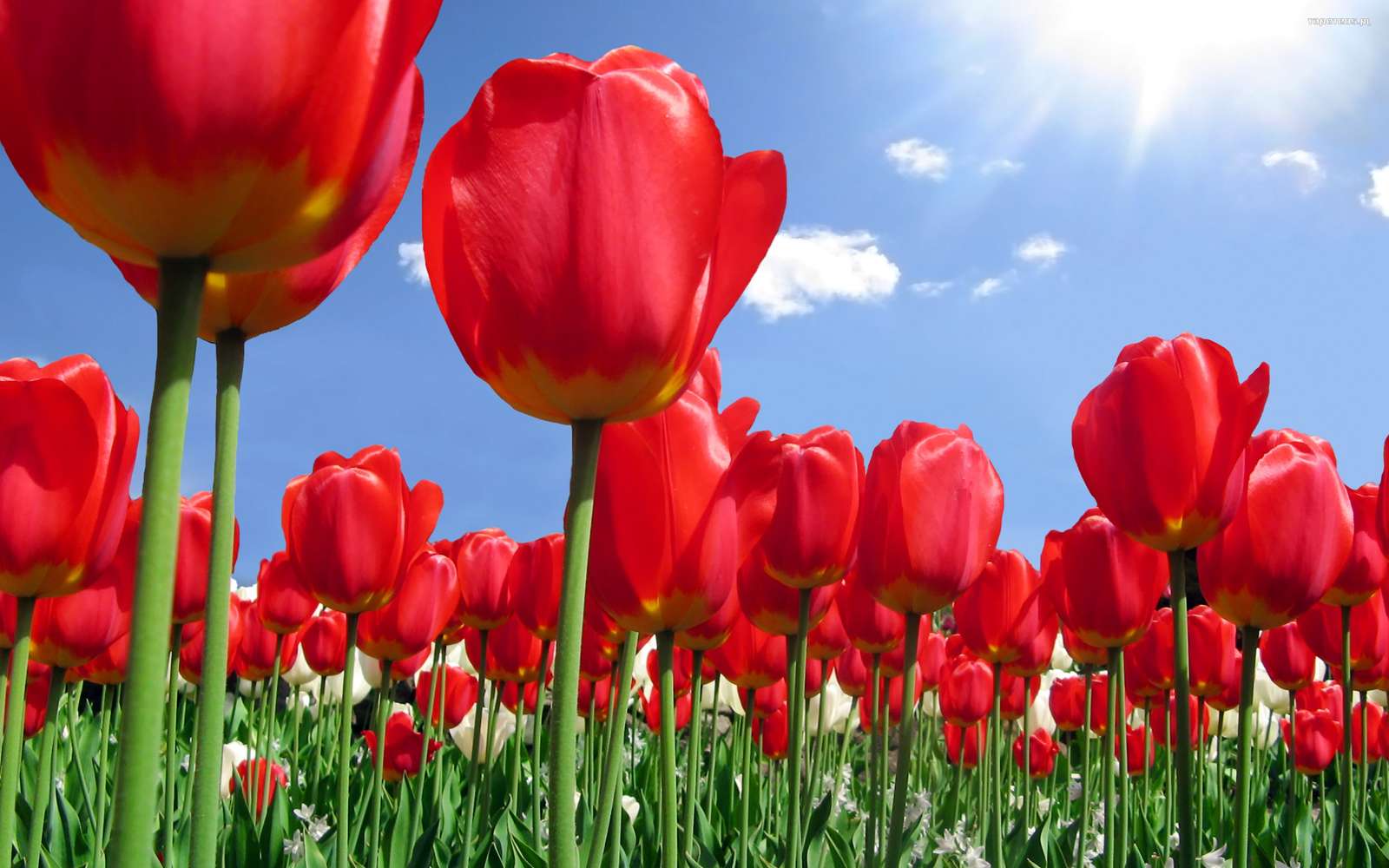 Czerwień tulipanów puzzle online
