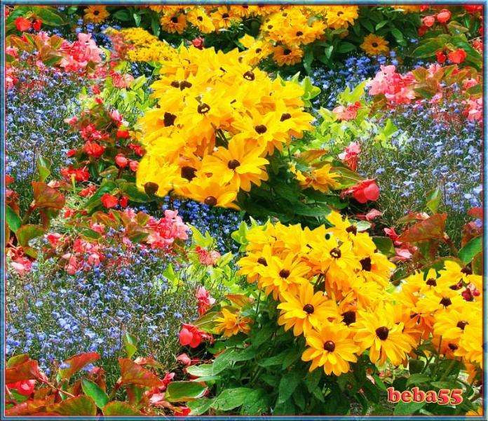 Najpiękniejsze kwiaty świata puzzle online