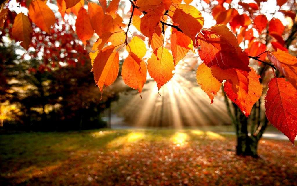 Есенни цветове пъзел