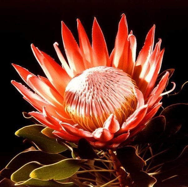 Najpiękniejsze kwiaty świata puzzle online