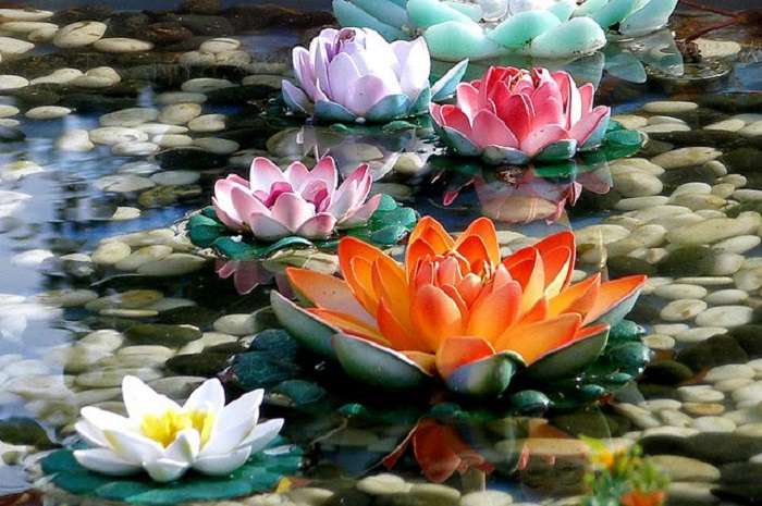 Pływające kolorowe kwiaty puzzle online