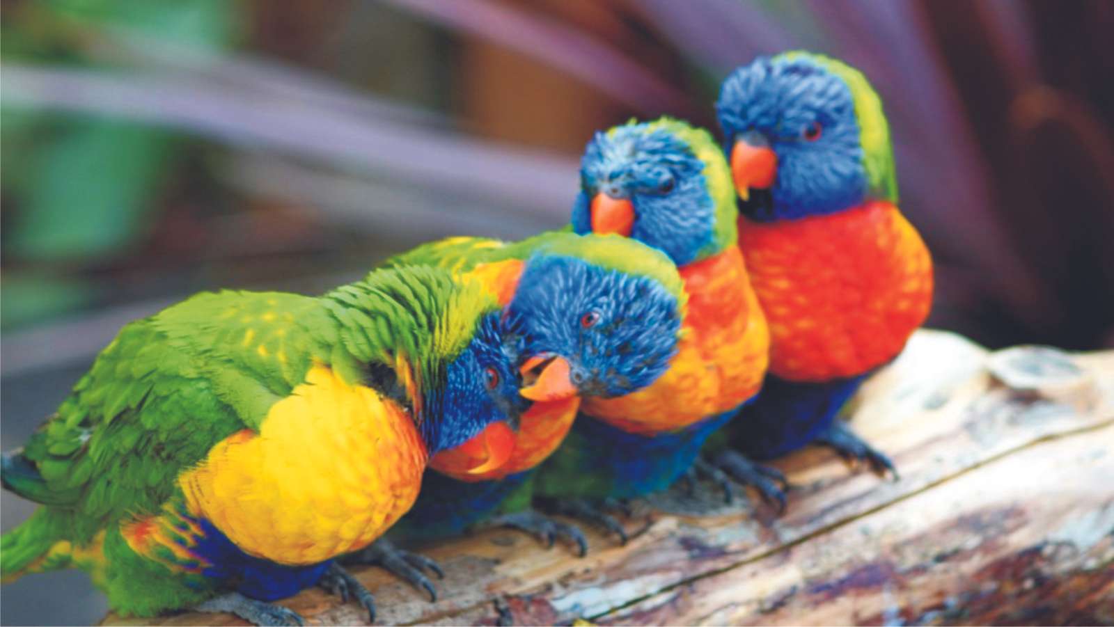 Kolorowe papużki 01 puzzle online