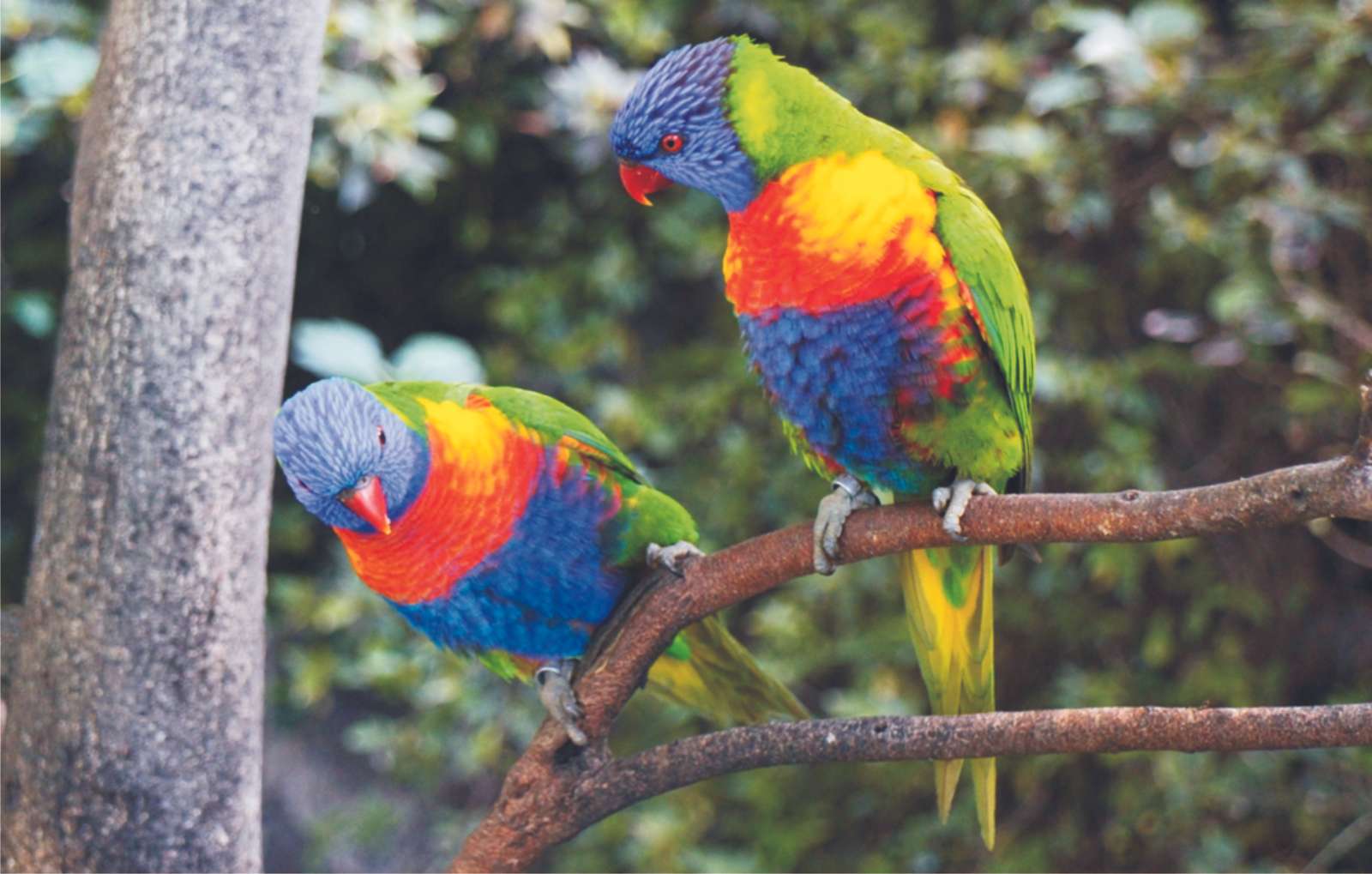 Kolorowe papużki 03 puzzle online