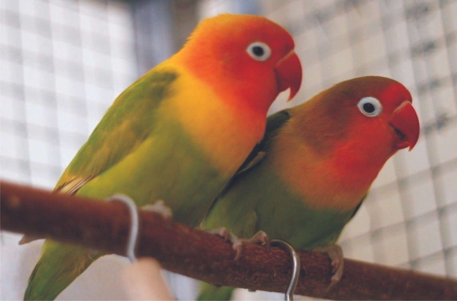 Papużki nierozłączki puzzle online