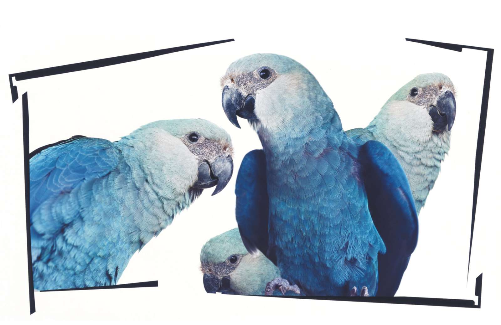 Niebieskie papużki puzzle online