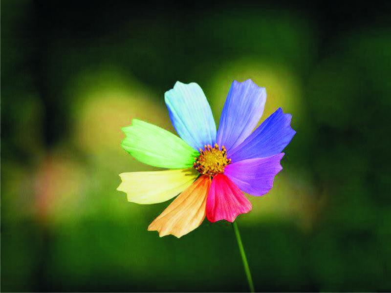 Kolorowy kwiatek puzzle online