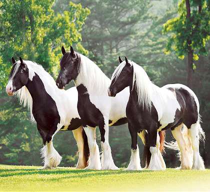 Piękne konie puzzle online