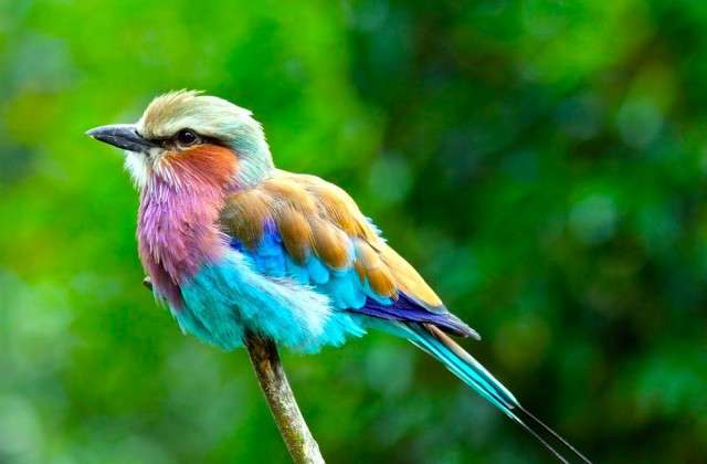Lilac-Breasted Roller puzzle online