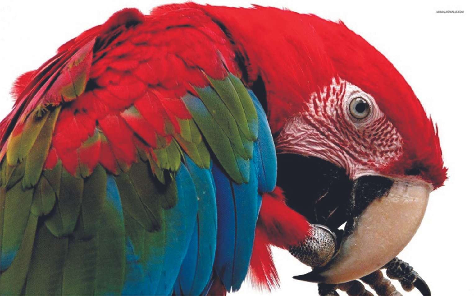 colorful-critter-scarlet-macaw puzzle online