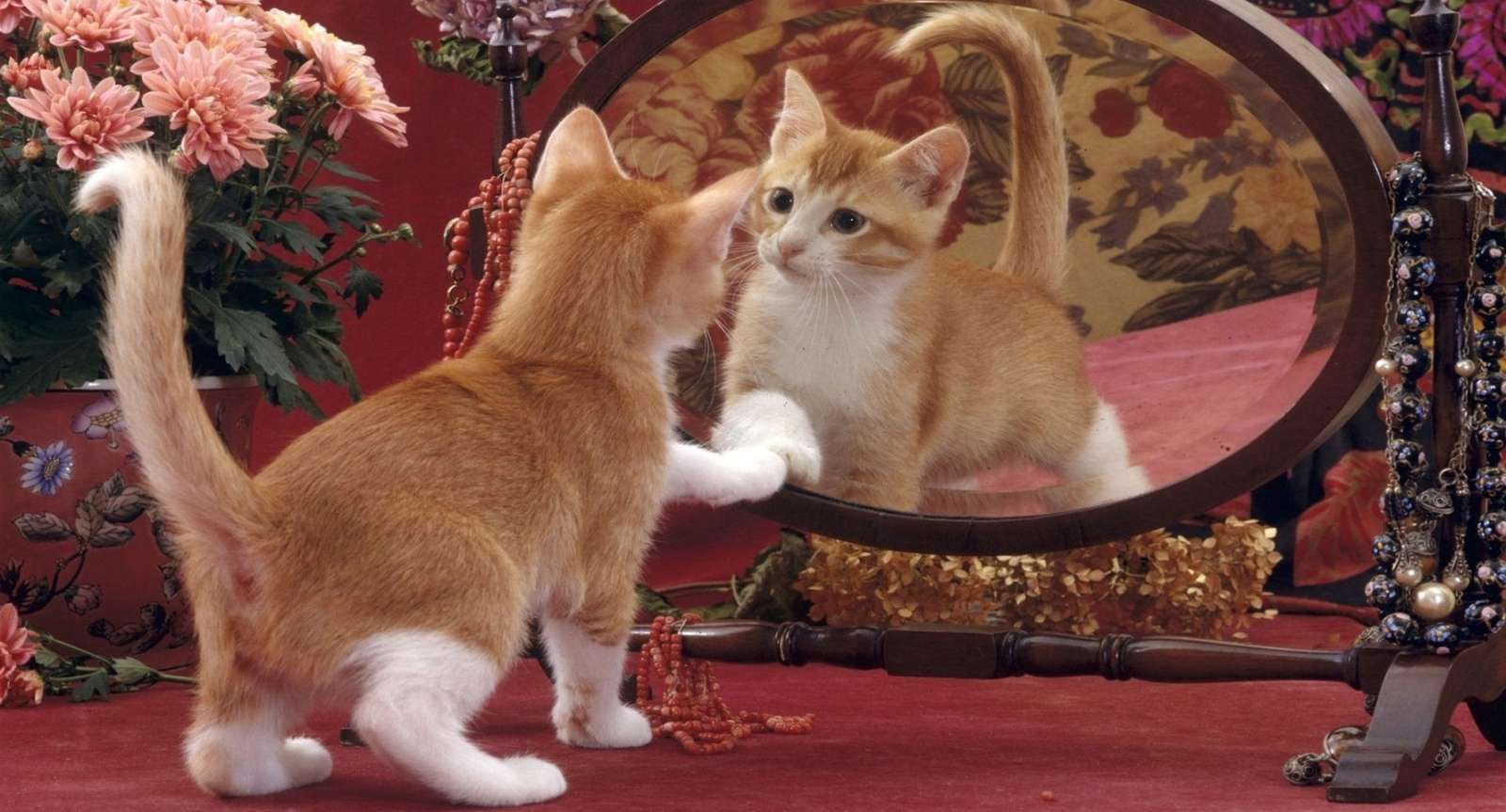 Kotka przed lustrem puzzle online