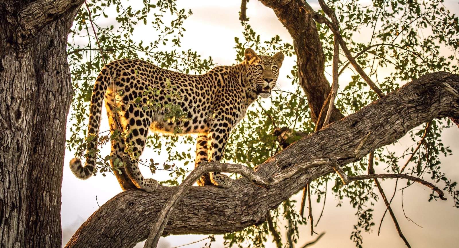 Leopard na drzewie puzzle online
