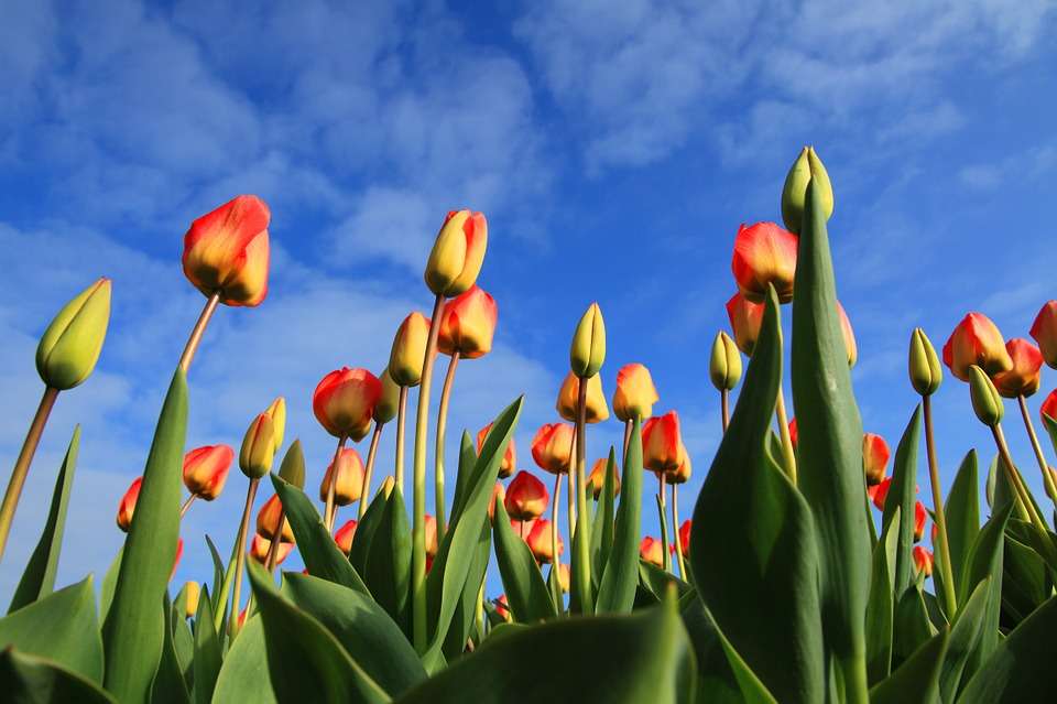 Pachnące tulipany puzzle online