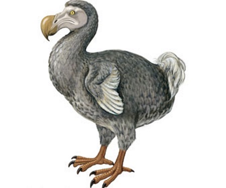 Układanka dodo puzzle online