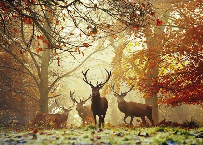 Kouzelný les, jeleni skládačka