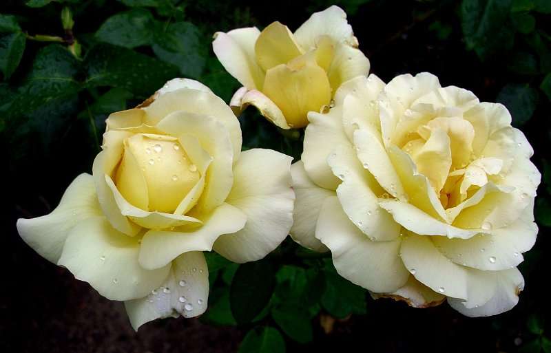 Trzy białe róże puzzle online