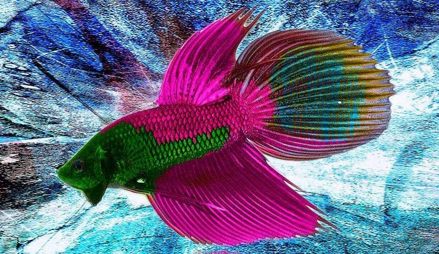 Kolorowa rybka puzzle online