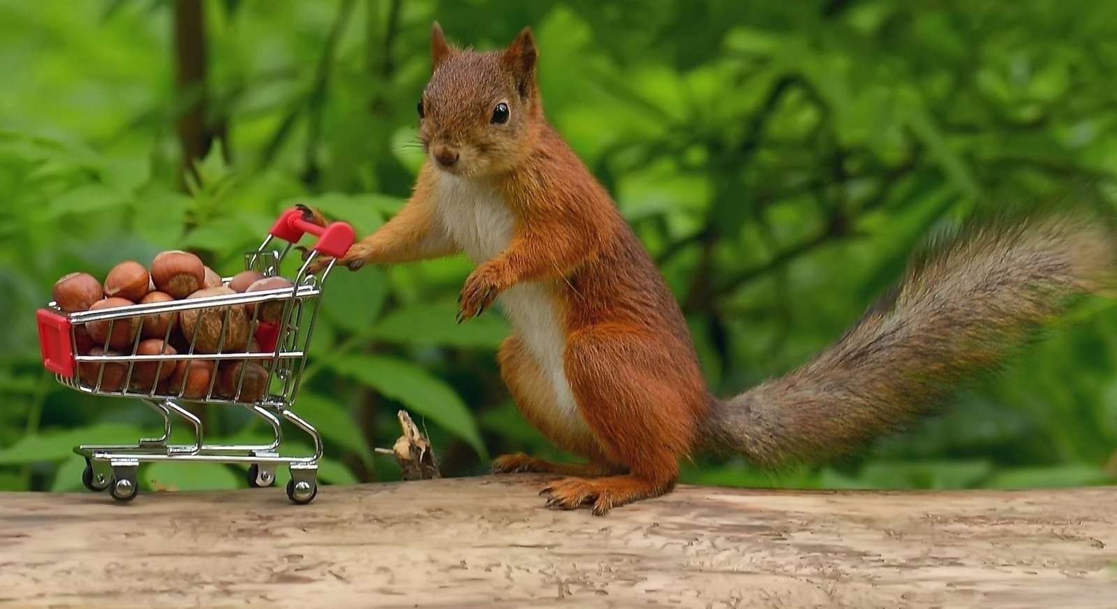 Wiewiórka na zakupach puzzle online