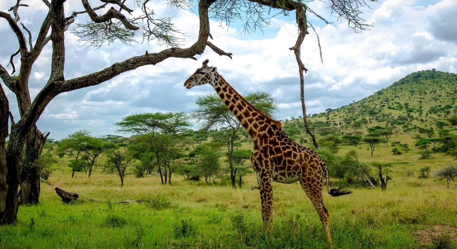Żyrafa na sawannie puzzle online