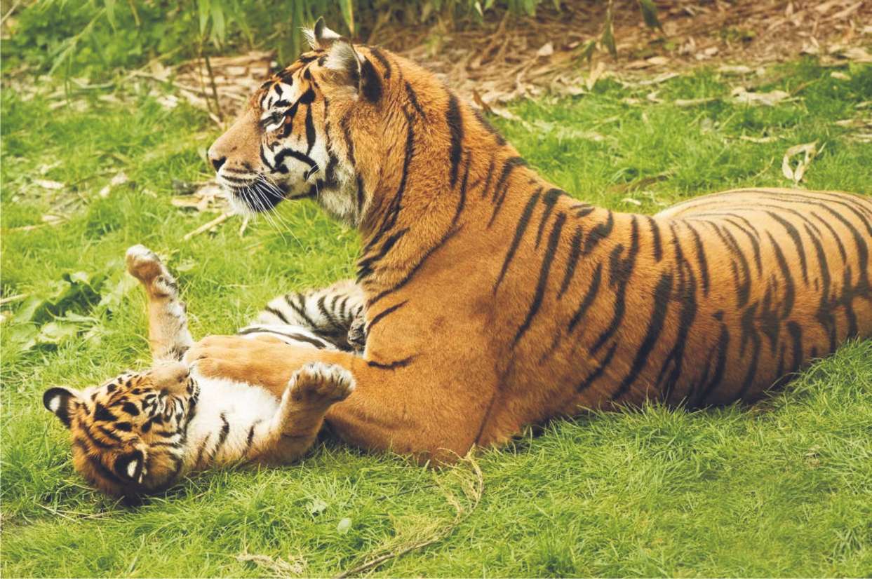 Tygrys (panthera tigris) puzzle online